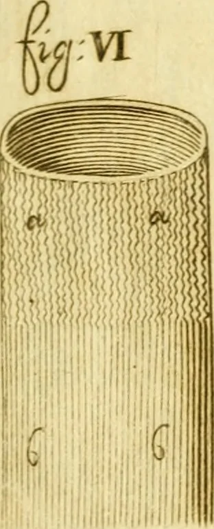 An illustration from Osservazioni anatomiche, 1687, leaf 104