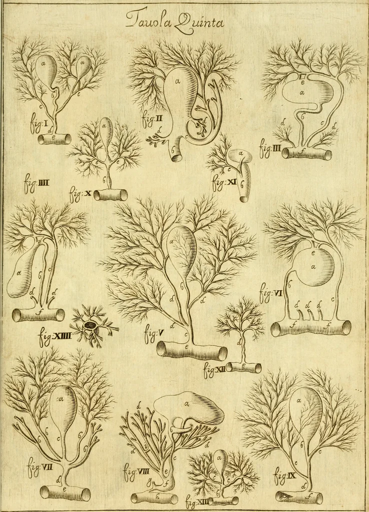 An illustration from Osservazioni anatomiche, 1687, leaf 106