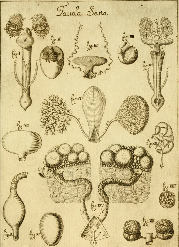 An illustration from Osservazioni anatomiche, 1687, leaf 108