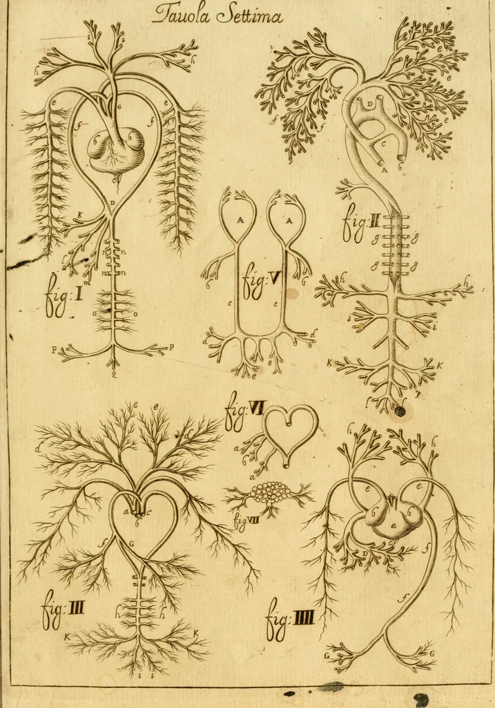 An illustration from Osservazioni anatomiche, 1687, leaf 110