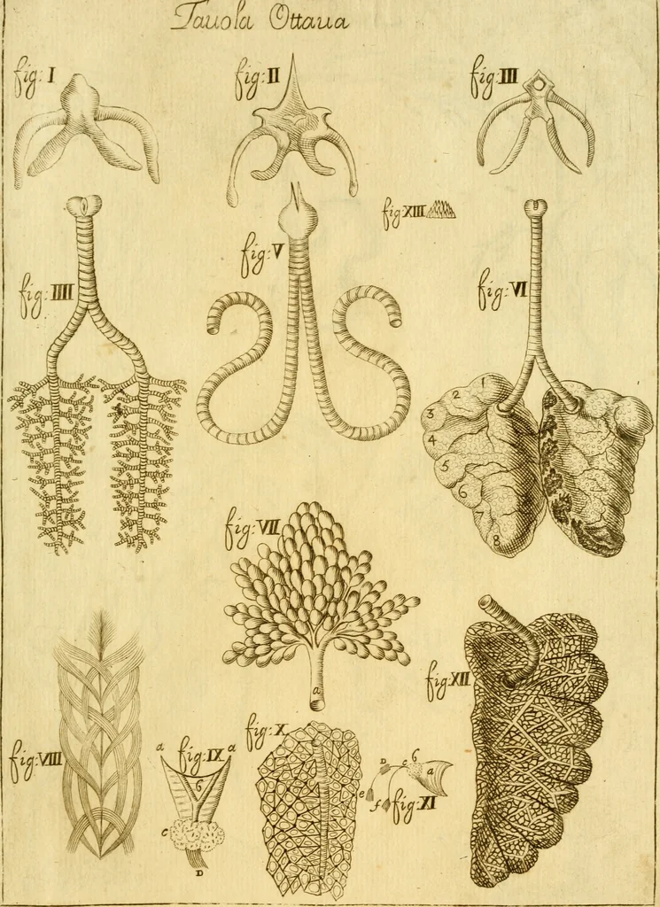 An illustration from Osservazioni anatomiche, 1687, leaf 112
