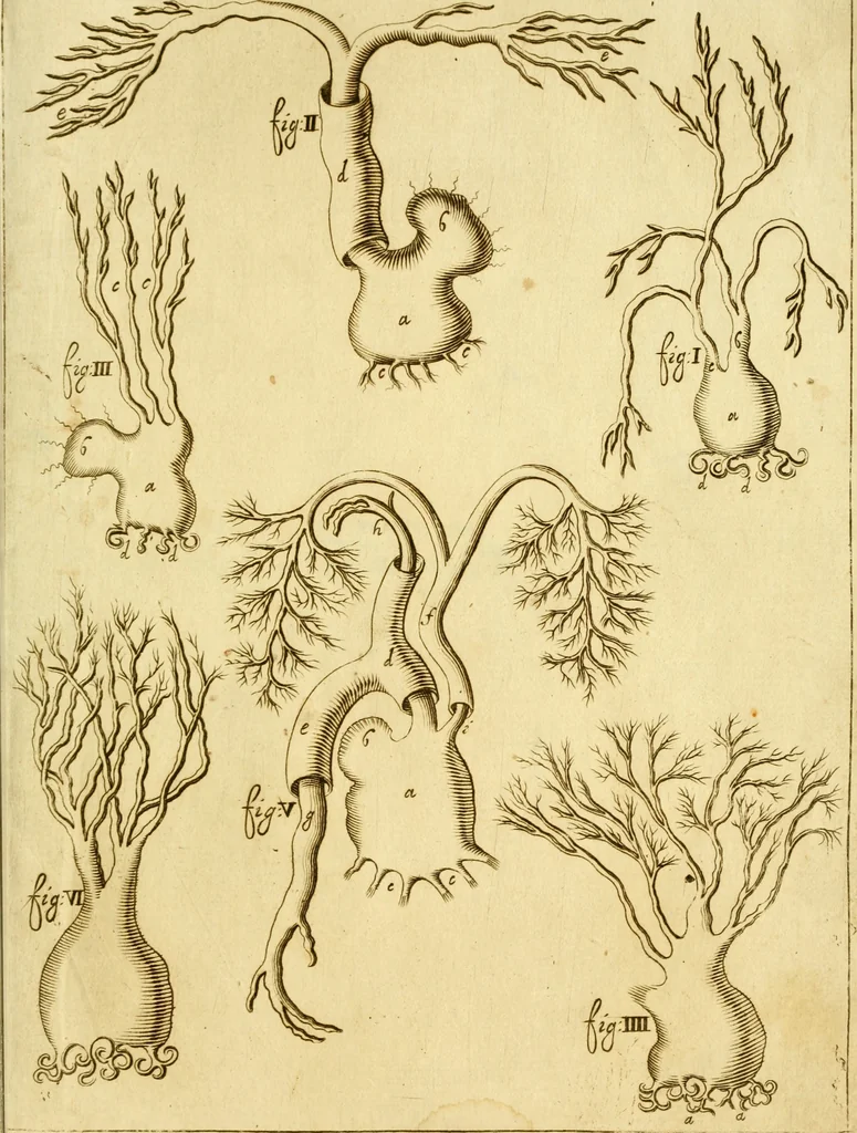 An illustration from Osservazioni anatomiche, 1687, leaf 114