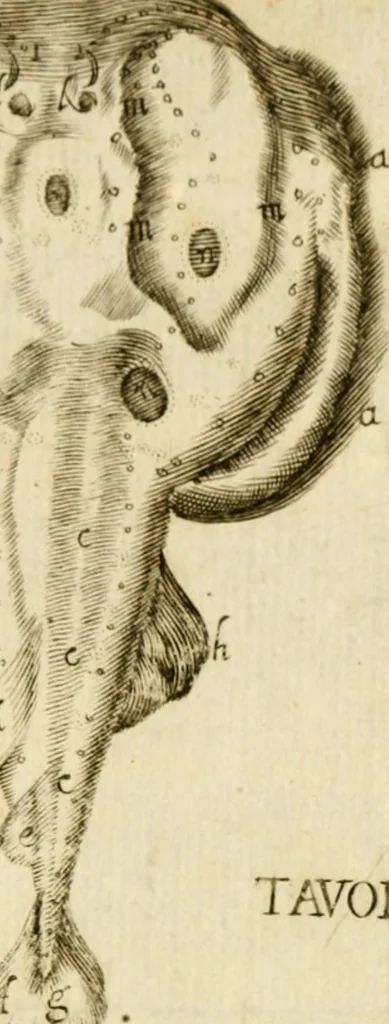 An illustration from Osservazioni intorno alle torpedini, 1678, leaf 144