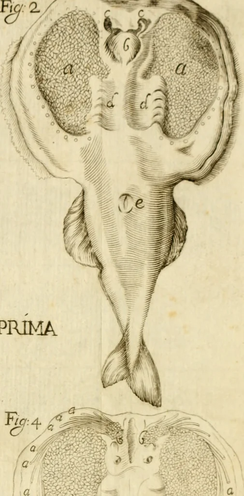An illustration from Osservazioni intorno alle torpedini, 1678, leaf 144