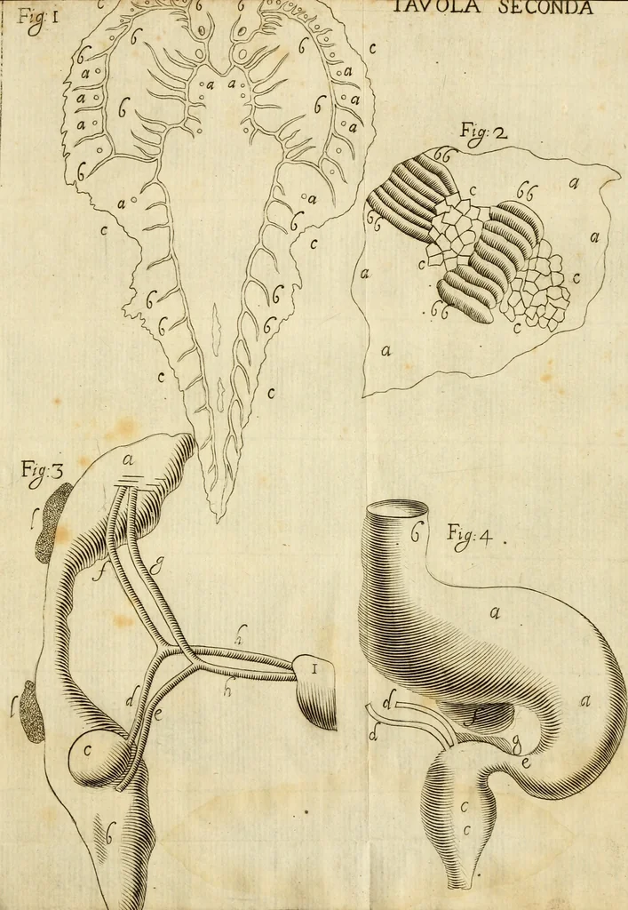 An illustration from Osservazioni intorno alle torpedini, 1678, leaf 146