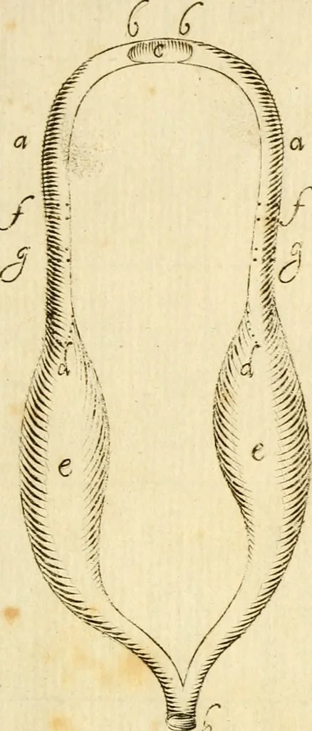 An illustration from Osservazioni intorno alle torpedini, 1678, leaf 148