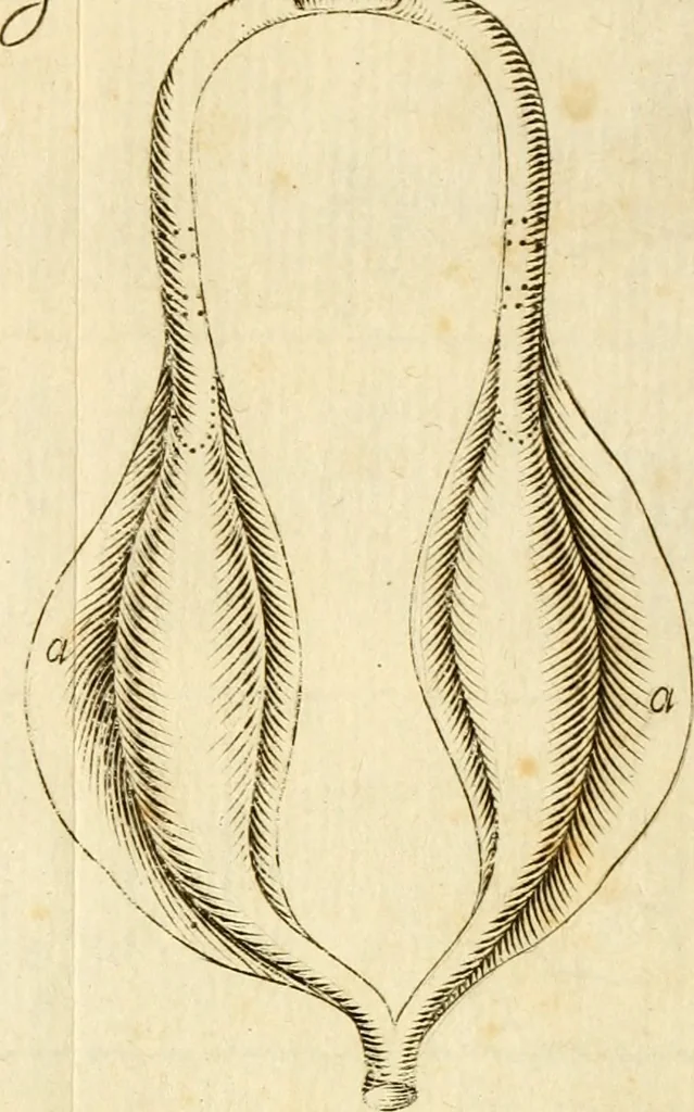 An illustration from Osservazioni intorno alle torpedini, 1678, leaf 148