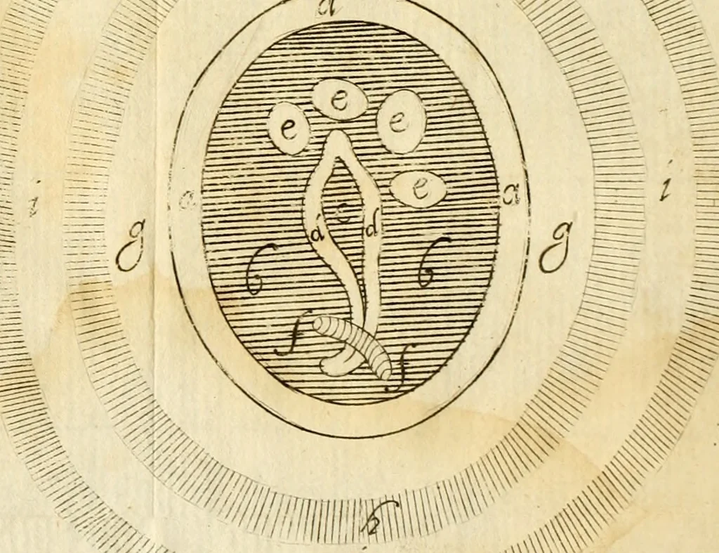 An illustration from Osservazioni intorno alle torpedini, 1678, leaf 148