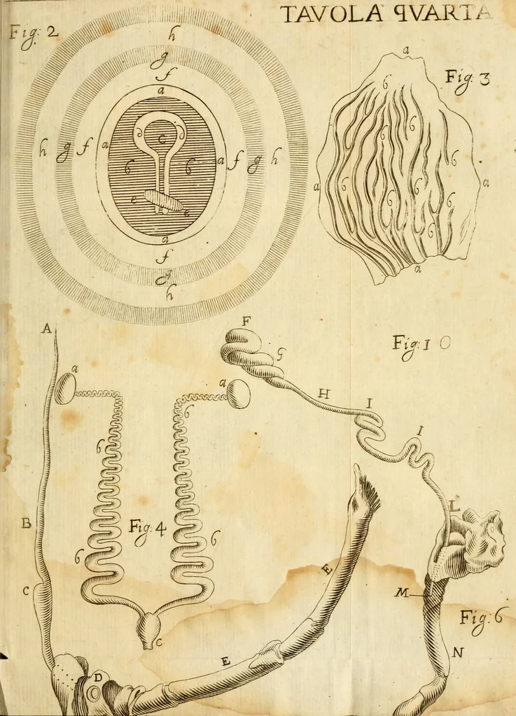 An illustration from Osservazioni intorno alle torpedini, 1678, leaf 150