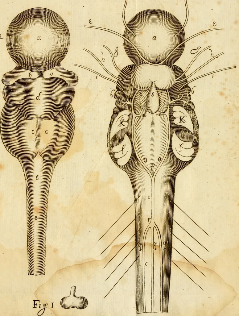 An illustration from Osservazioni intorno alle torpedini, 1678, leaf 152