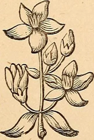 An illustration from The other world; or, Glimpses of the supernatural. Being facts, records, and traditions relating to dreams, omens, miraculous occurrences, apparitions, wraiths, warnings, second-sight, witchcraft, necromancy, etc, 1875, leaf 212
