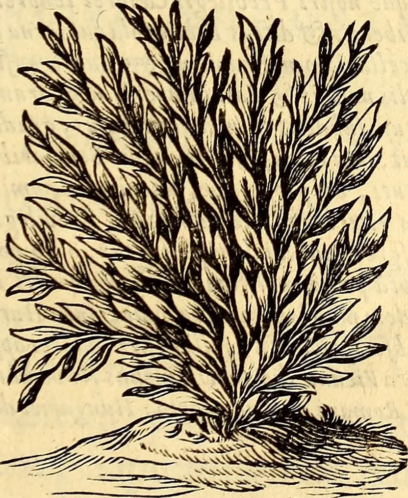 An illustration from Ottonis de Guericke Experimenta nova (ut vocantur) Magdeburgica de vacuo spatio, 1672, leaf 10