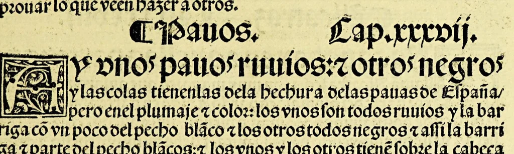An illustration from Ouiedo Dela natural hystoria delas Indias, 1526, leaf 57