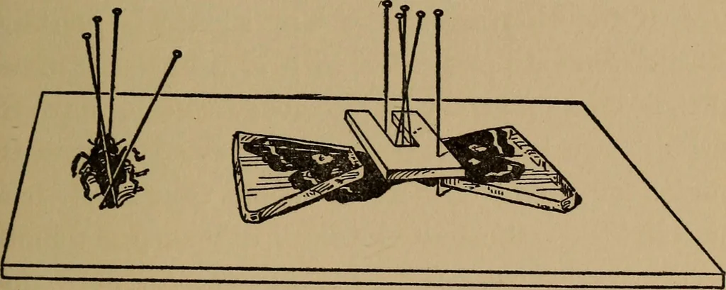 An illustration from Ourdoor sports and games, 1911, leaf 170