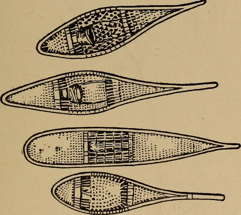 An illustration from Ourdoor sports and games, 1911, leaf 236
