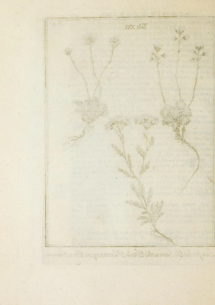 An illustration from Ouresiphoites Helveticus, sive, Itinera per Helvetiae alpinas regiones facta annis MDCCII, MDCCIII, MDCCIV, MDCCV, MDCCVI, MDCCVII, MDCCIX, MDCCX, MDCCCXI, 1723, leaf 248