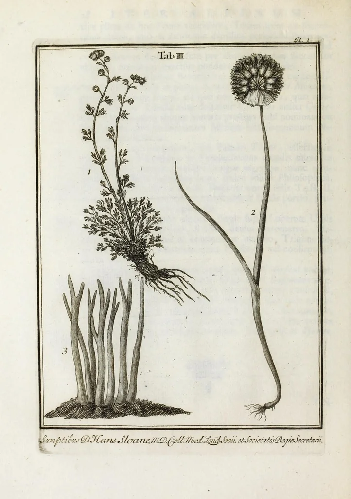 An illustration from Ouresiphoites Helveticus, sive, Itinera per Helvetiae alpinas regiones facta annis MDCCII, MDCCIII, MDCCIV, MDCCV, MDCCVI, MDCCVII, MDCCIX, MDCCX, MDCCCXI, 1723, leaf 70