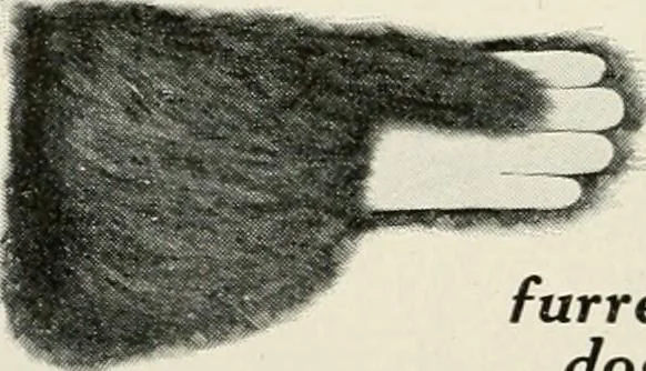 An illustration from Our flag. Origin and progress of the flag of the United States of America, with an introductory account of the symbols, standards, banners and flags of ancient and modern naitons, 1872, leaf 191