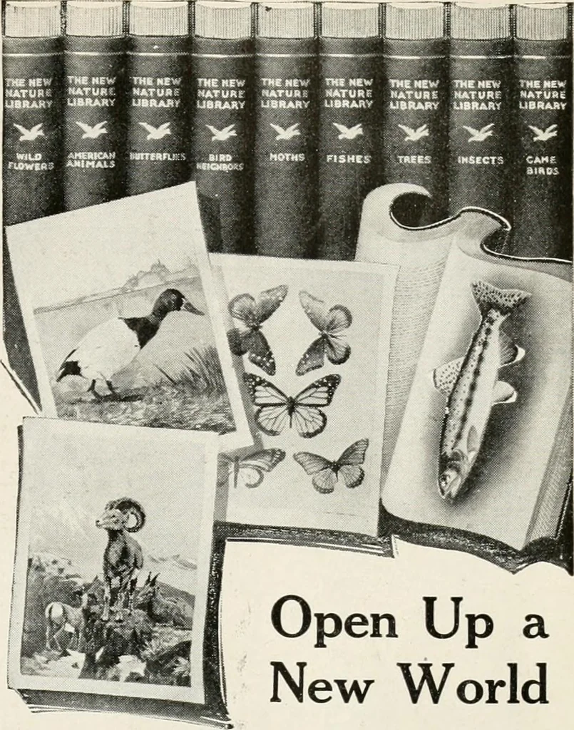 An illustration from Our flag. Origin and progress of the flag of the United States of America, with an introductory account of the symbols, standards, banners and flags of ancient and modern naitons, 1872, leaf 22