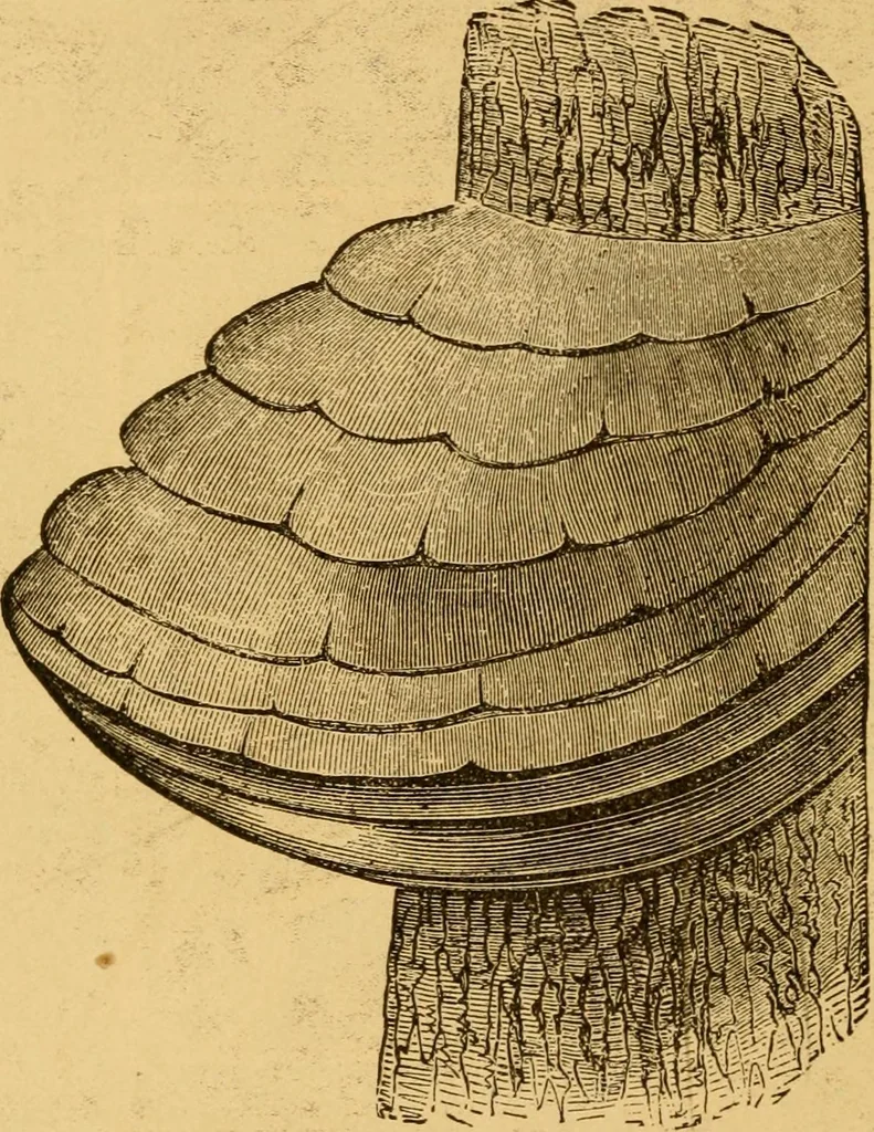 An illustration from Our homes; how to beautify them. One hundred and fifty engravings, 1888, leaf 21