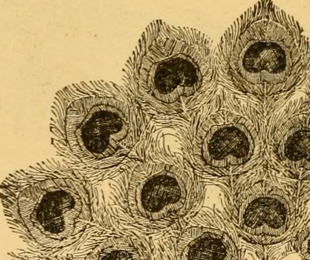 An illustration from Our homes; how to beautify them. One hundred and fifty engravings, 1888, leaf 29