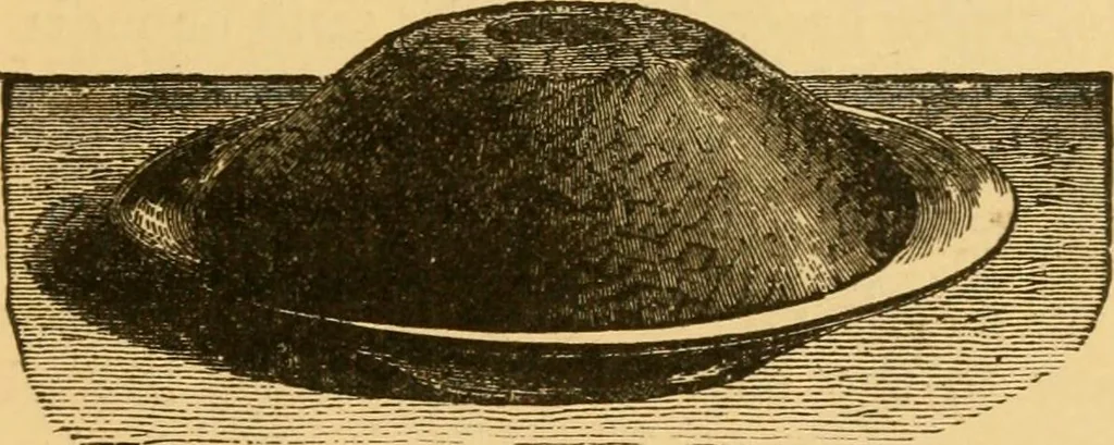 An illustration from Our homes; how to beautify them. One hundred and fifty engravings, 1888, leaf 98