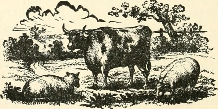 An illustration from Our homes and their adornments, or, How to build, finish, furnish and adorn a home, containing practical instructions for the building of homes, interior decoration, wood carving, scroll sawing, house painting, window hangings, screens, curtains, window gardening, incidental decorations, decorative-art needle-work, and economic landscape gardening; to which is added a household compendium of new, practical and valuable recipes, the whole being designed to make happy homes for happy people, 1883, leaf 161