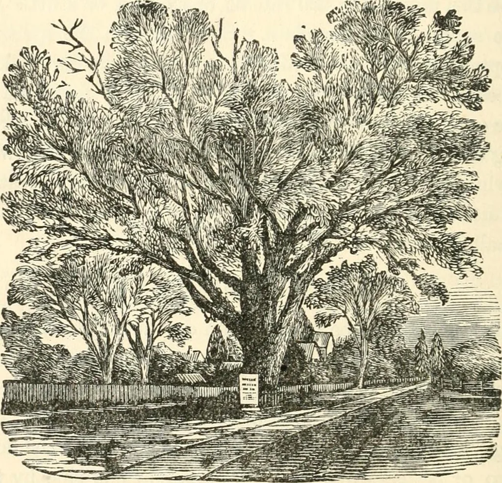 An illustration from Our homes and their adornments, or, How to build, finish, furnish and adorn a home, containing practical instructions for the building of homes, interior decoration, wood carving, scroll sawing, house painting, window hangings, screens, curtains, window gardening, incidental decorations, decorative-art needle-work, and economic landscape gardening; to which is added a household compendium of new, practical and valuable recipes, the whole being designed to make happy homes for happy people, 1883, leaf 217