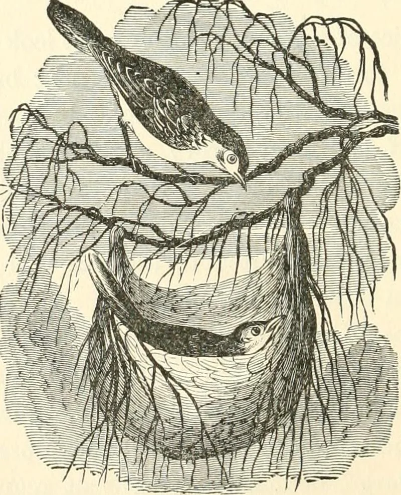An illustration from Our homes and their adornments, or, How to build, finish, furnish and adorn a home, containing practical instructions for the building of homes, interior decoration, wood carving, scroll sawing, house painting, window hangings, screens, curtains, window gardening, incidental decorations, decorative-art needle-work, and economic landscape gardening; to which is added a household compendium of new, practical and valuable recipes, the whole being designed to make happy homes for happy people, 1883, leaf 243