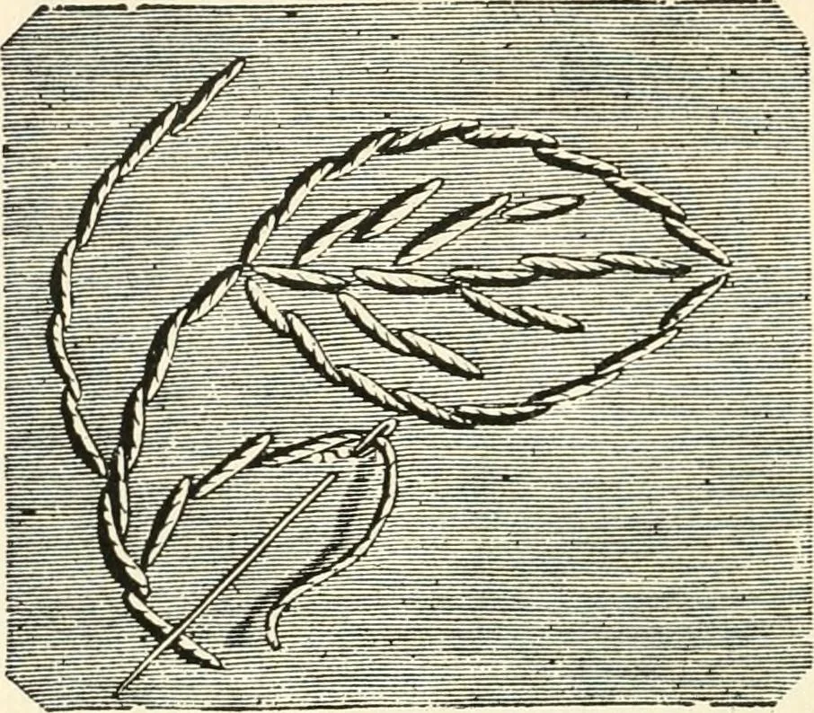 An illustration from Our homes and their adornments, or, How to build, finish, furnish and adorn a home, containing practical instructions for the building of homes, interior decoration, wood carving, scroll sawing, house painting, window hangings, screens, curtains, window gardening, incidental decorations, decorative-art needle-work, and economic landscape gardening; to which is added a household compendium of new, practical and valuable recipes, the whole being designed to make happy homes for happy people, 1883, leaf 263
