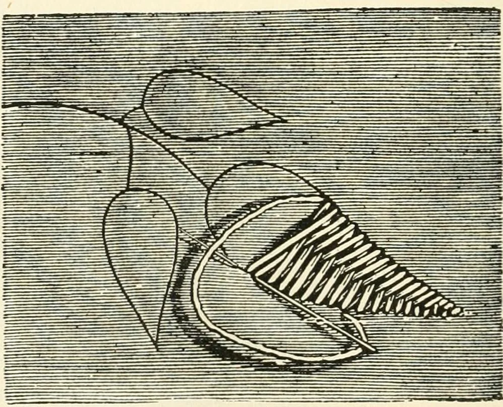 An illustration from Our homes and their adornments, or, How to build, finish, furnish and adorn a home, containing practical instructions for the building of homes, interior decoration, wood carving, scroll sawing, house painting, window hangings, screens, curtains, window gardening, incidental decorations, decorative-art needle-work, and economic landscape gardening; to which is added a household compendium of new, practical and valuable recipes, the whole being designed to make happy homes for happy people, 1883, leaf 263