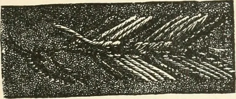 An illustration from Our homes and their adornments, or, How to build, finish, furnish and adorn a home, containing practical instructions for the building of homes, interior decoration, wood carving, scroll sawing, house painting, window hangings, screens, curtains, window gardening, incidental decorations, decorative-art needle-work, and economic landscape gardening; to which is added a household compendium of new, practical and valuable recipes, the whole being designed to make happy homes for happy people, 1883, leaf 264