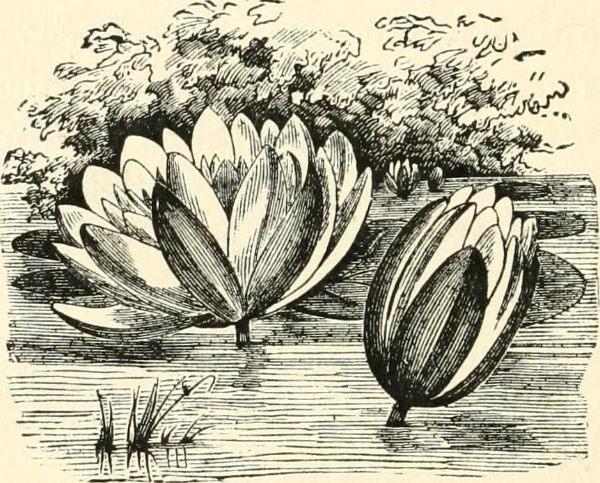 An illustration from Our homes and their adornments, or, How to build, finish, furnish and adorn a home, containing practical instructions for the building of homes, interior decoration, wood carving, scroll sawing, house painting, window hangings, screens, curtains, window gardening, incidental decorations, decorative-art needle-work, and economic landscape gardening; to which is added a household compendium of new, practical and valuable recipes, the whole being designed to make happy homes for happy people, 1883, leaf 381