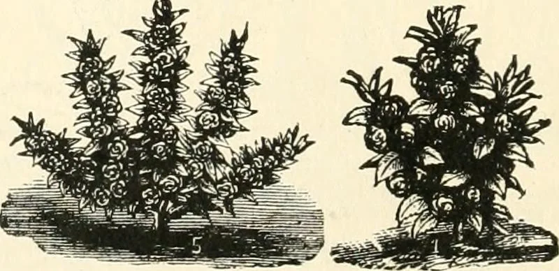 An illustration from Our homes and their adornments, or, How to build, finish, furnish and adorn a home, containing practical instructions for the building of homes, interior decoration, wood carving, scroll sawing, house painting, window hangings, screens, curtains, window gardening, incidental decorations, decorative-art needle-work, and economic landscape gardening; to which is added a household compendium of new, practical and valuable recipes, the whole being designed to make happy homes for happy people, 1883, leaf 389