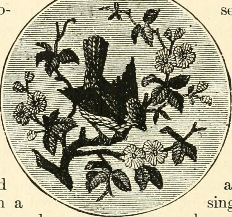 An illustration from Our homes and their adornments, or, How to build, finish, furnish and adorn a home, containing practical instructions for the building of homes, interior decoration, wood carving, scroll sawing, house painting, window hangings, screens, curtains, window gardening, incidental decorations, decorative-art needle-work, and economic landscape gardening; to which is added a household compendium of new, practical and valuable recipes, the whole being designed to make happy homes for happy people, 1883, leaf 407