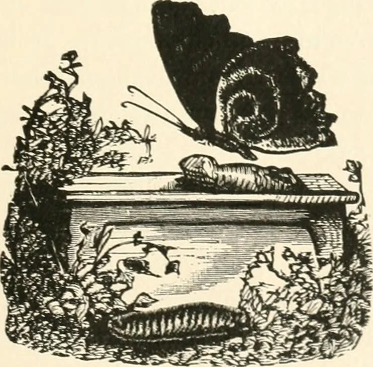 An illustration from Our homes and their adornments, or, How to build, finish, furnish and adorn a home, containing practical instructions for the building of homes, interior decoration, wood carving, scroll sawing, house painting, window hangings, screens, curtains, window gardening, incidental decorations, decorative-art needle-work, and economic landscape gardening; to which is added a household compendium of new, practical and valuable recipes, the whole being designed to make happy homes for happy people, 1883, leaf 416