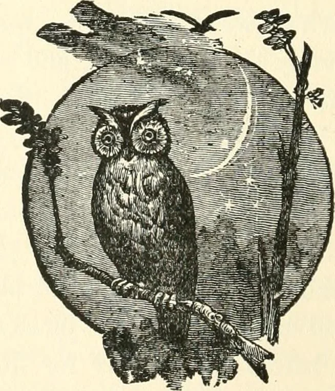 An illustration from Our homes and their adornments, or, How to build, finish, furnish and adorn a home, containing practical instructions for the building of homes, interior decoration, wood carving, scroll sawing, house painting, window hangings, screens, curtains, window gardening, incidental decorations, decorative-art needle-work, and economic landscape gardening; to which is added a household compendium of new, practical and valuable recipes, the whole being designed to make happy homes for happy people, 1883, leaf 59