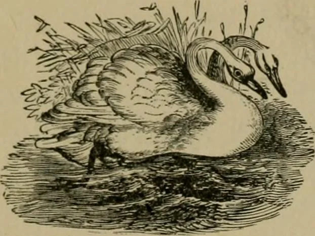 An illustration from Our homes and their adornments;, 1884, leaf 244