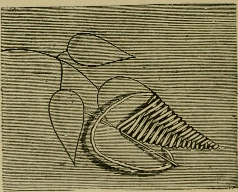 An illustration from Our homes and their adornments;, 1884, leaf 251