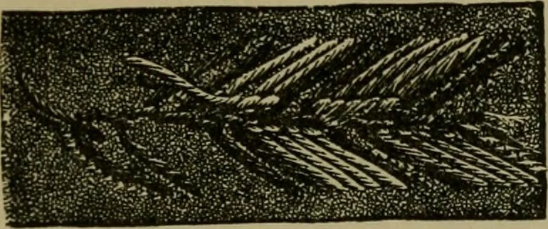An illustration from Our homes and their adornments;, 1884, leaf 252