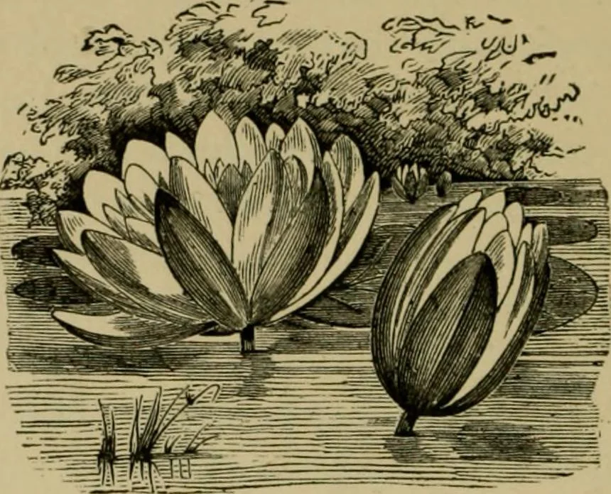 An illustration from Our homes and their adornments;, 1884, leaf 343