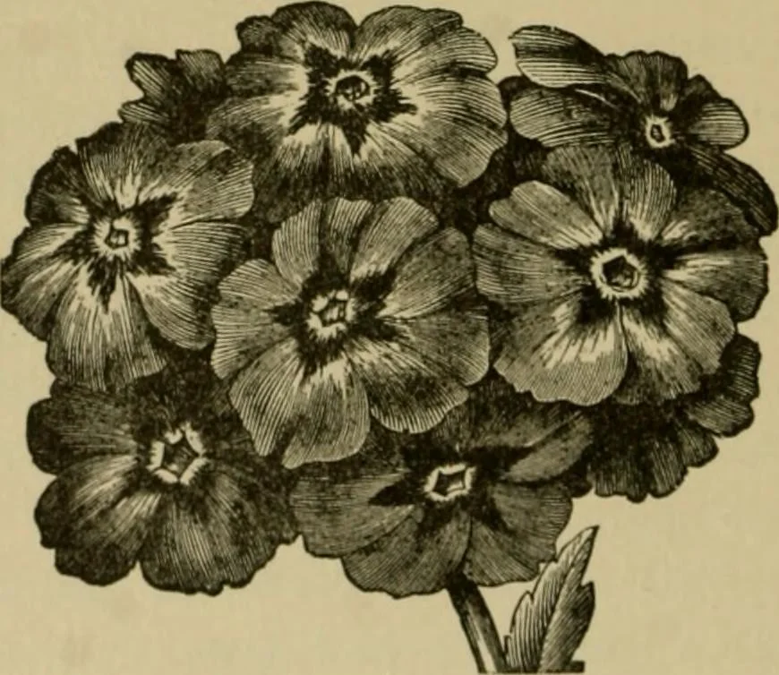 An illustration from Our homes and their adornments;, 1884, leaf 345
