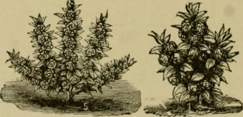 An illustration from Our homes and their adornments;, 1884, leaf 351