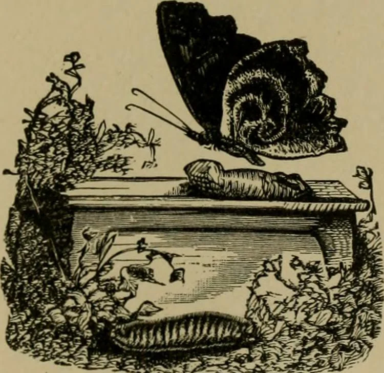 An illustration from Our homes and their adornments;, 1884, leaf 376