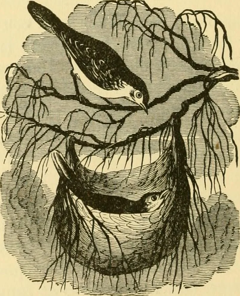 An illustration from Our homes and their adornment:, 1883, leaf 239