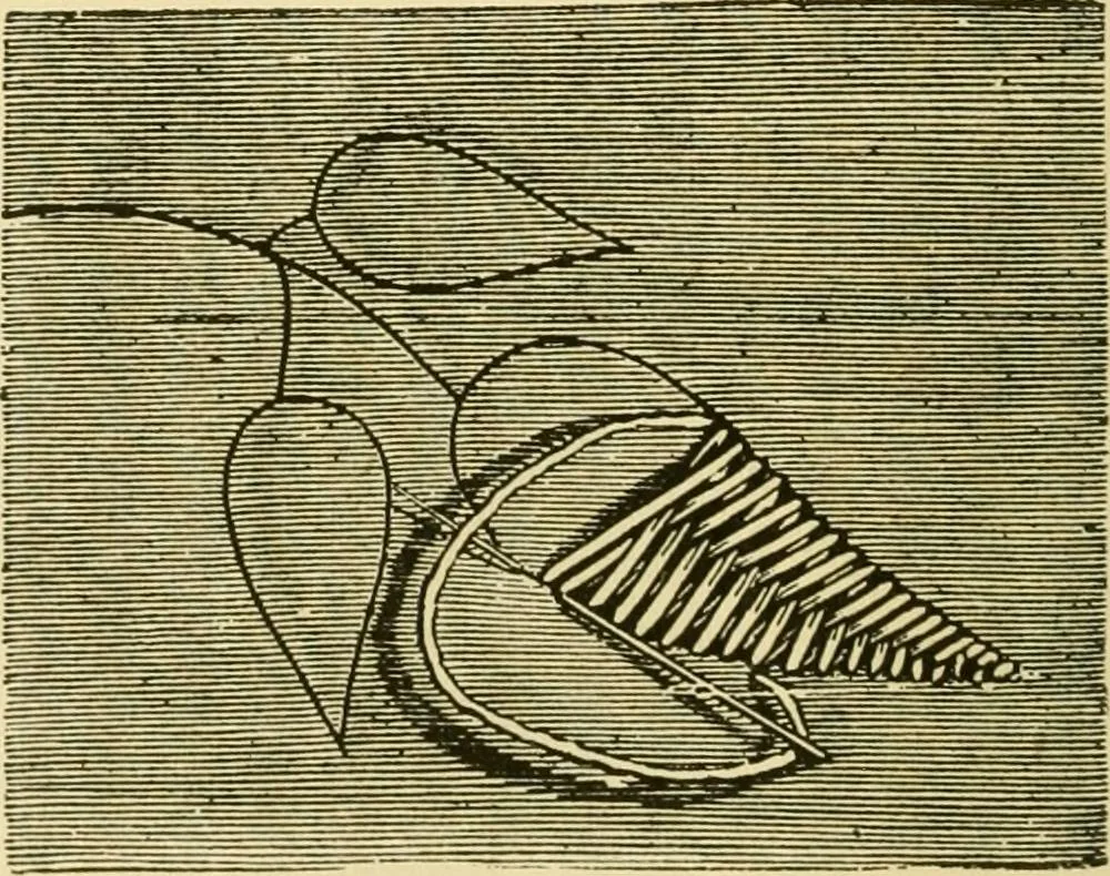 An illustration from Our homes and their adornment:, 1883, leaf 259