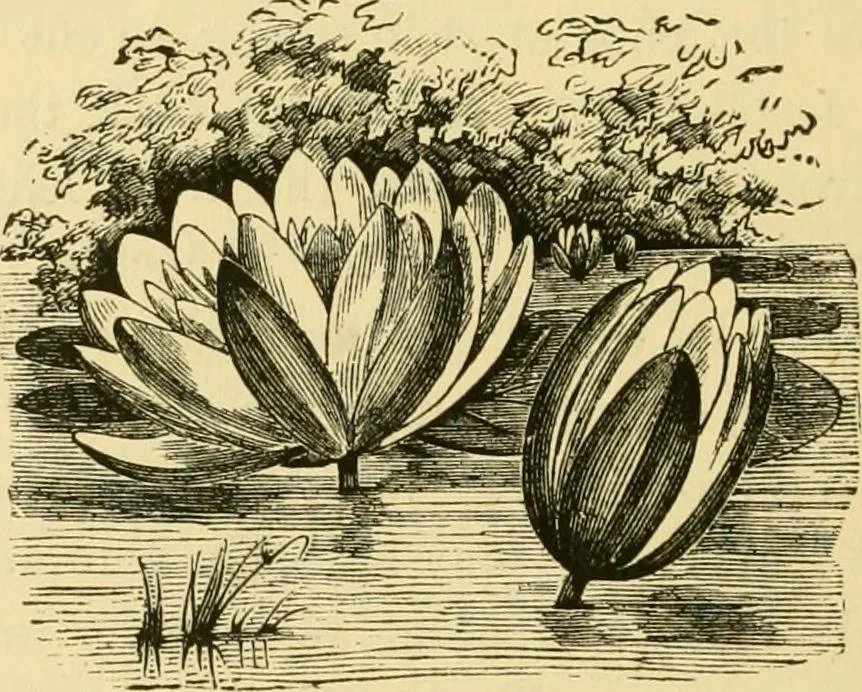An illustration from Our homes and their adornment:, 1883, leaf 355