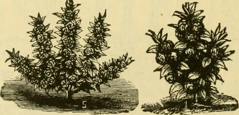 An illustration from Our homes and their adornment:, 1883, leaf 363
