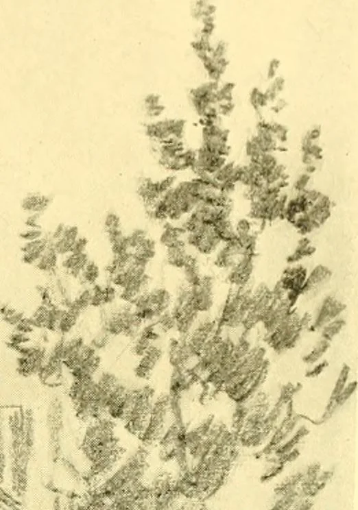 An illustration from Our Philadelphia, 1914, leaf 52