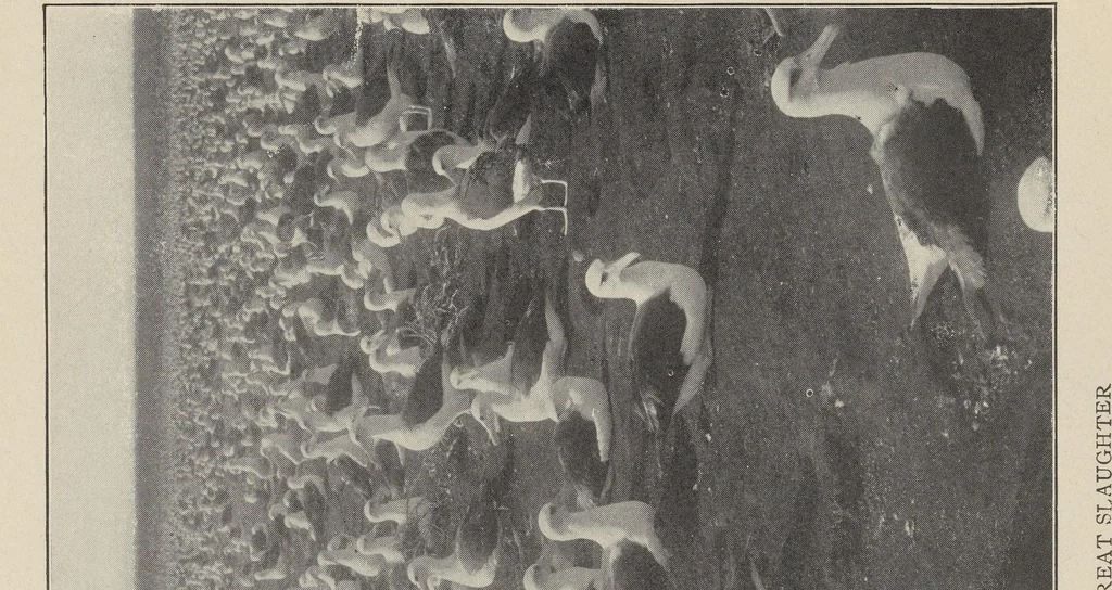 An illustration from Our vanishing wild life; its extermination and preservation, 1913, leaf 158
